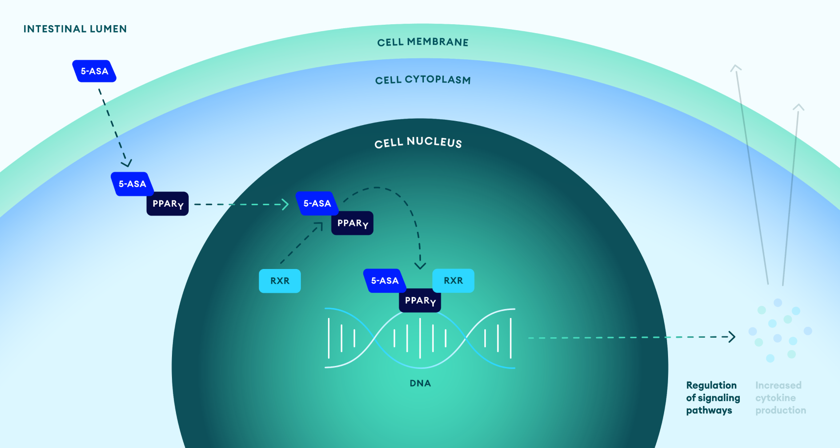 Aminosalicylates mechanism of action in IBD