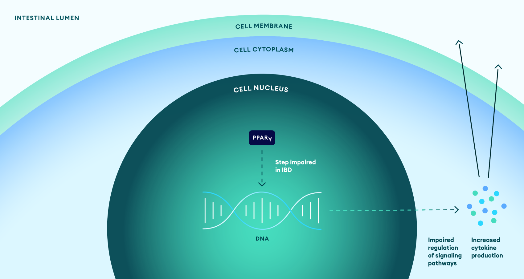 PPARγ role in IBD pathogenesis