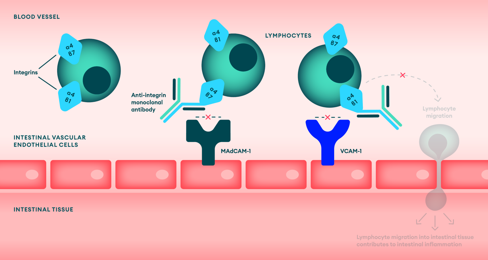 Anti-Integrins mechanism of action in IBD