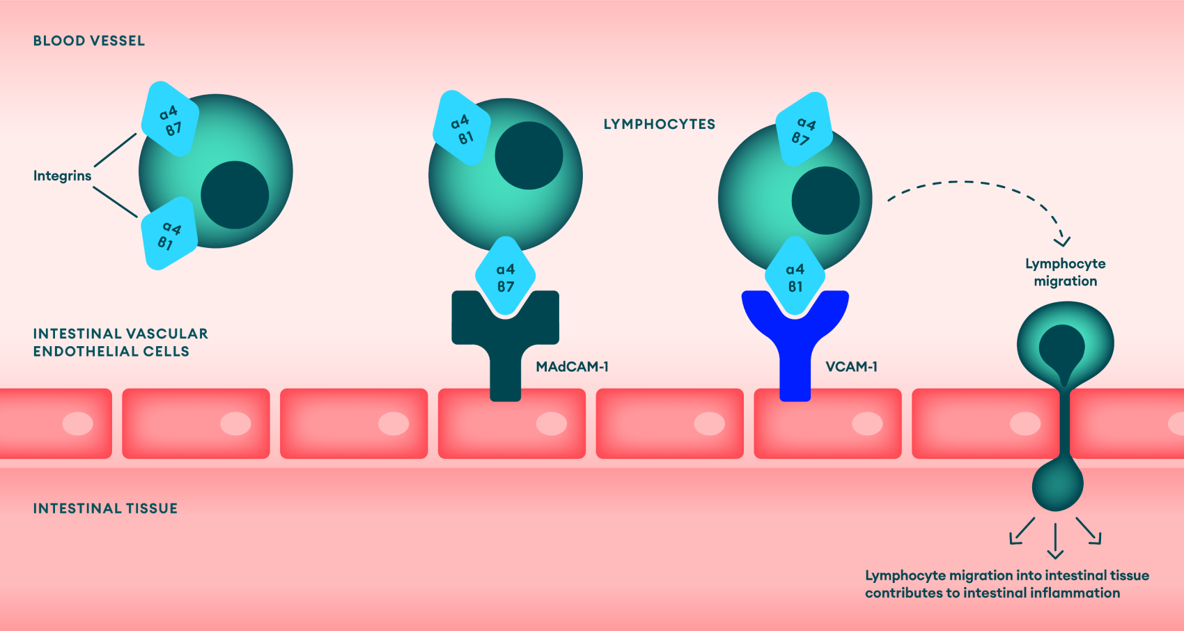 Integrins role in IBD pathogenesis