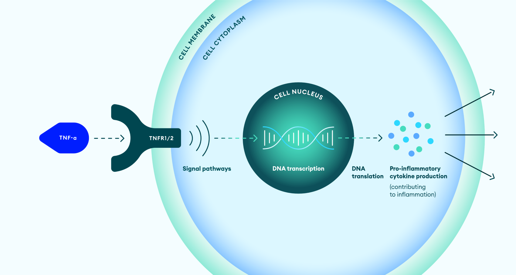 TNFs role in IBD pathogenesis