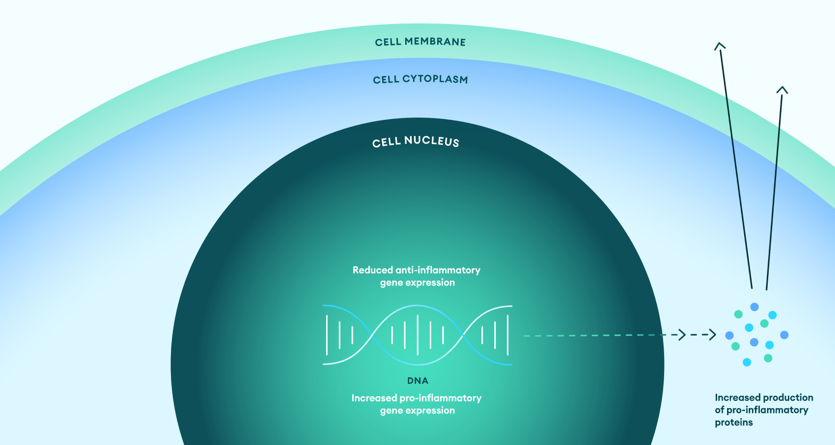 Cortiscosteroids role in IBD pathogenesis