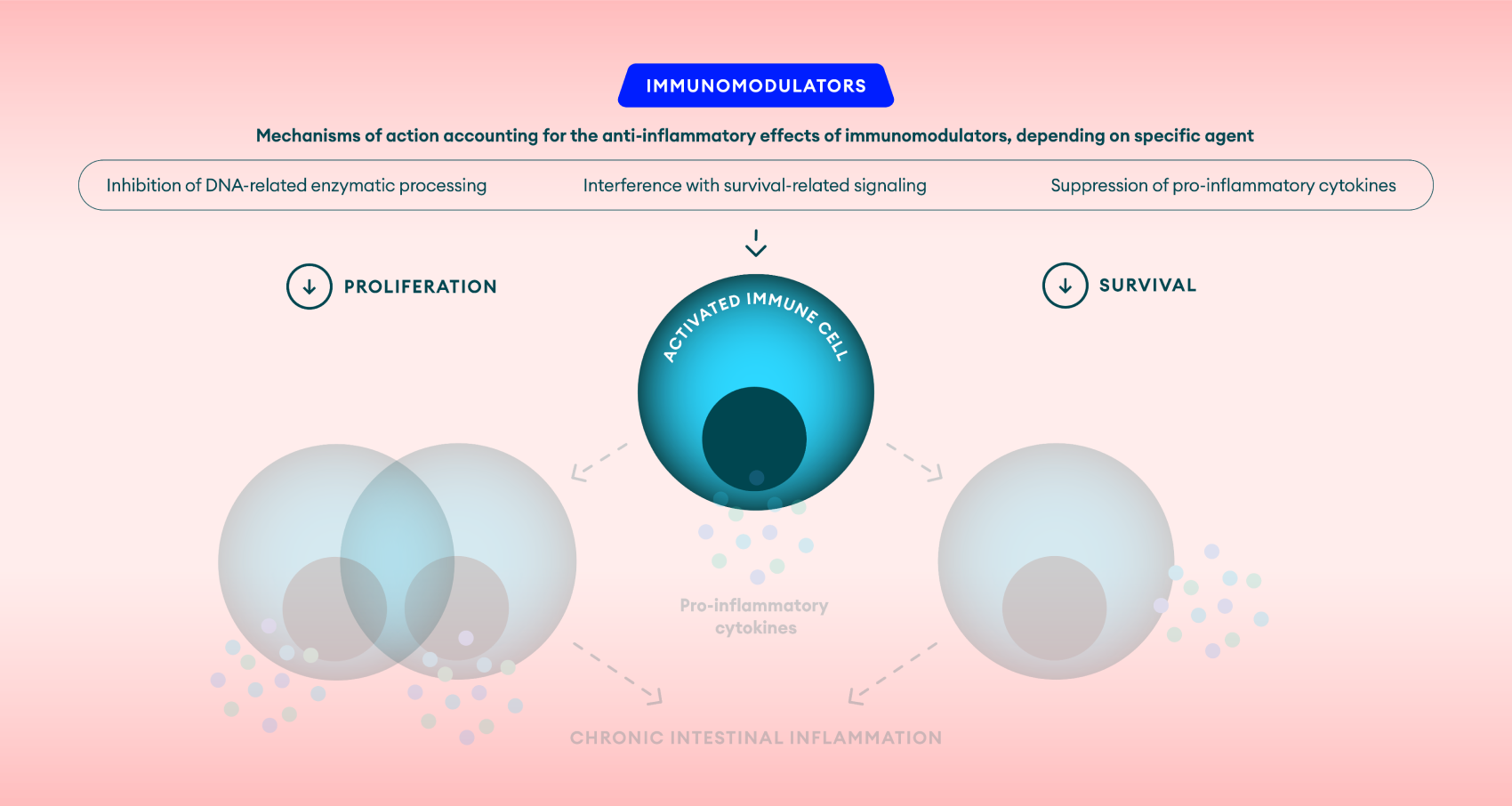 Immunomodulators mechanism of Action in IBD