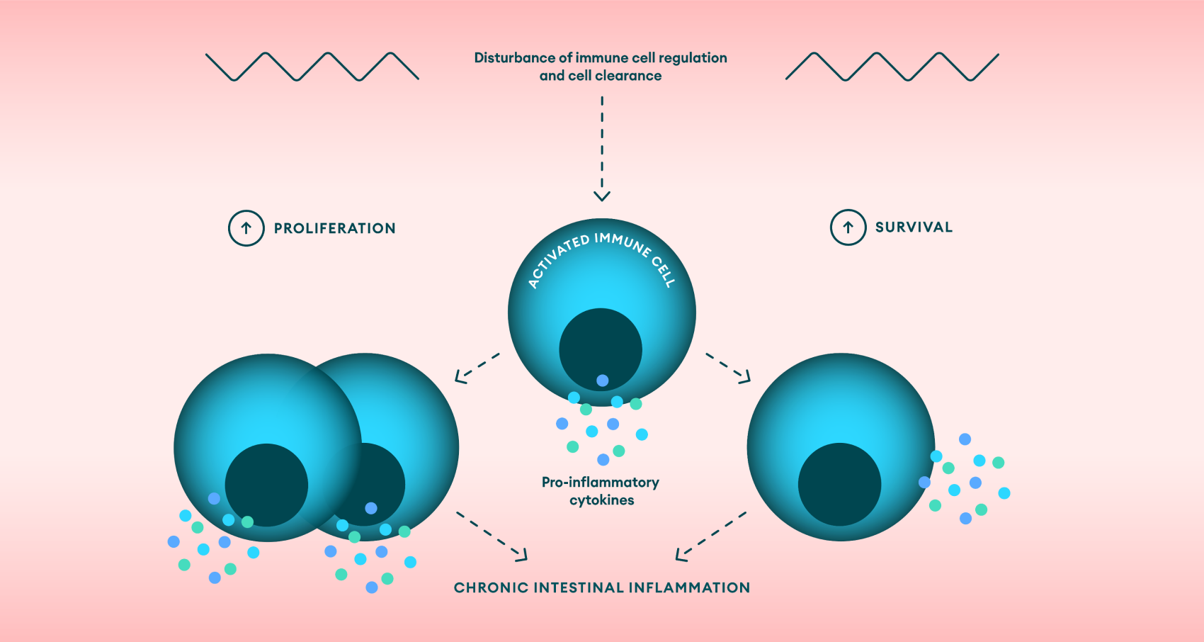 Immune cells role in IBD pathogenesis