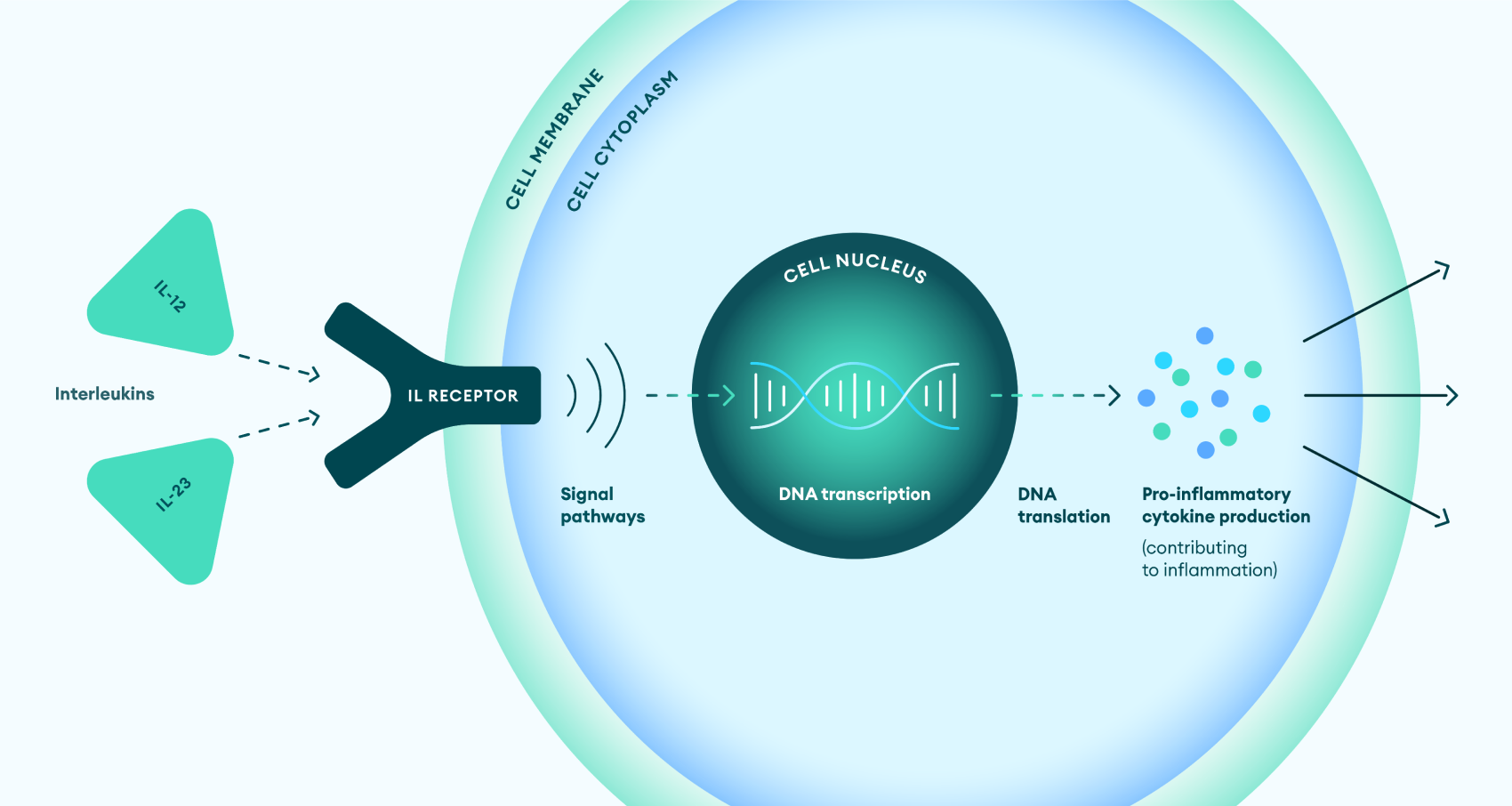 Interleukin role in IBD pathogenesis