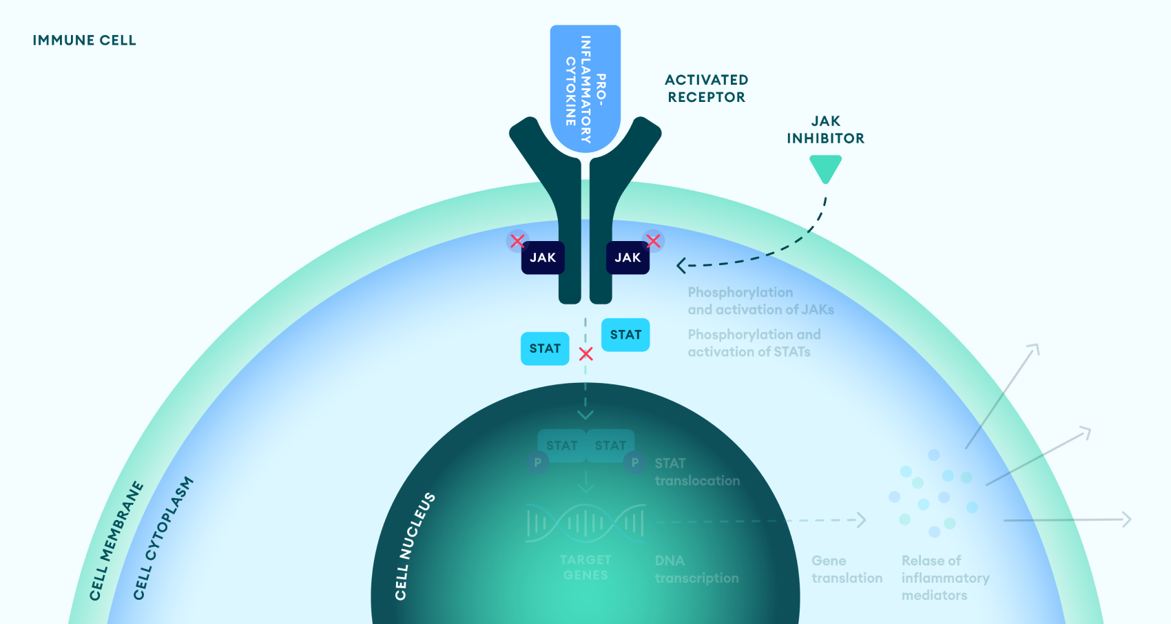 JAK inhibitors mechanism of Action in IBD