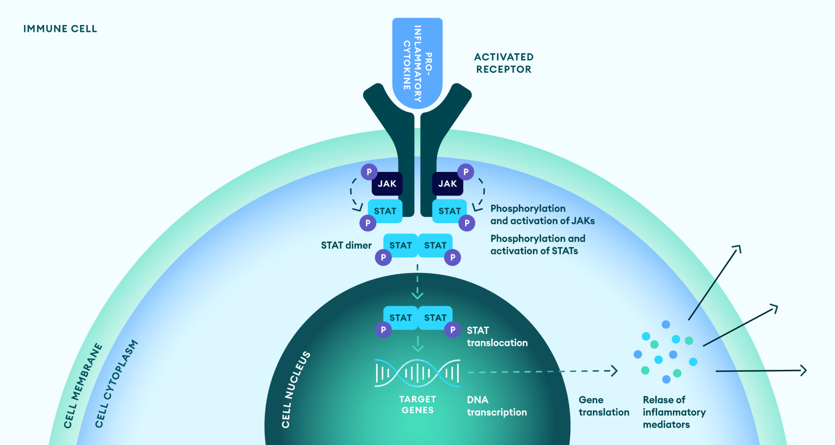 JAK role in IBD pathogenesis