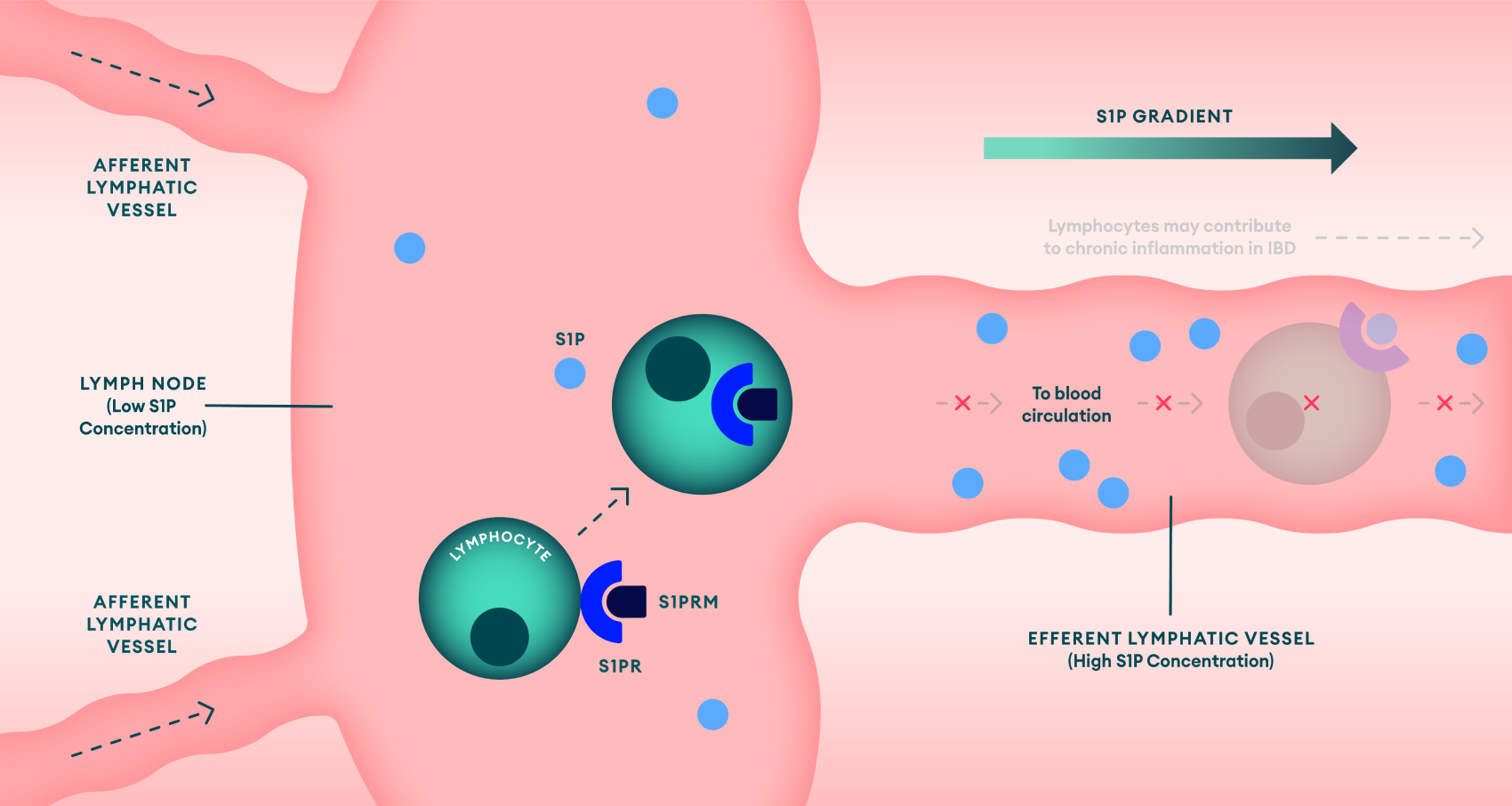S1P receptor mechanism of Action in IBD