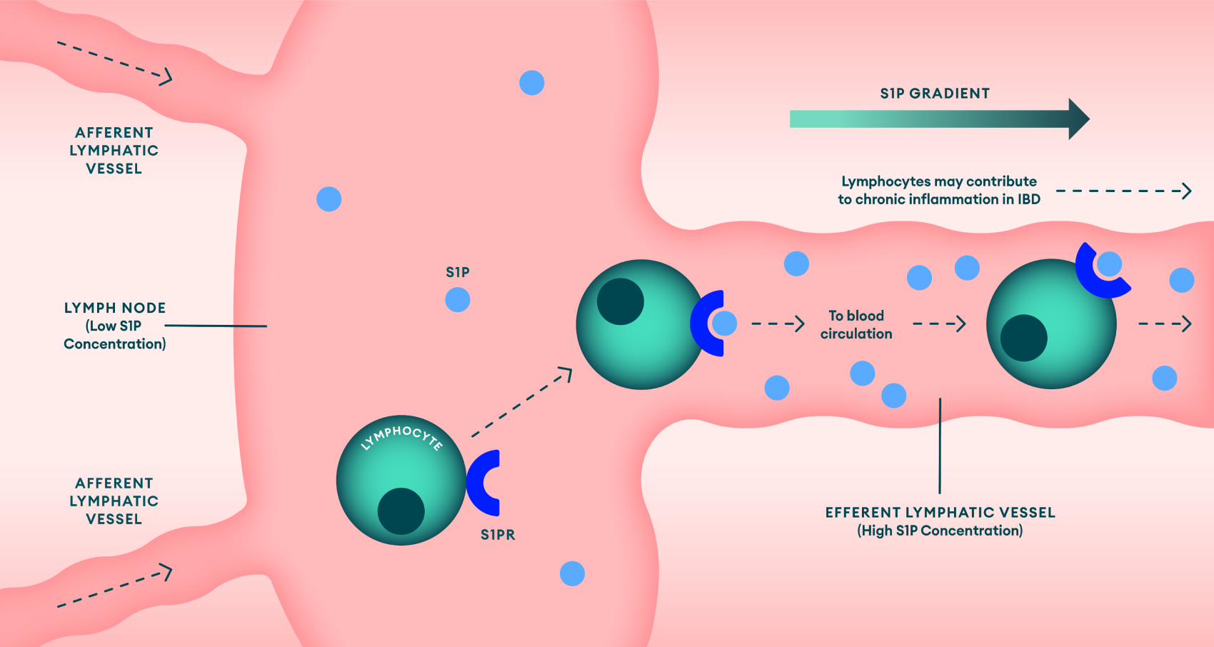 S1P receptor role in IBD pathogenesis